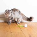 Bild 7 von EBI Cat Toy Racing Roller