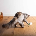 Bild 6 von EBI Cat Toy Mouse on the move